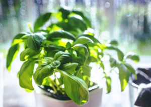 home remedies for yellow indian basil why my teeth are yellow